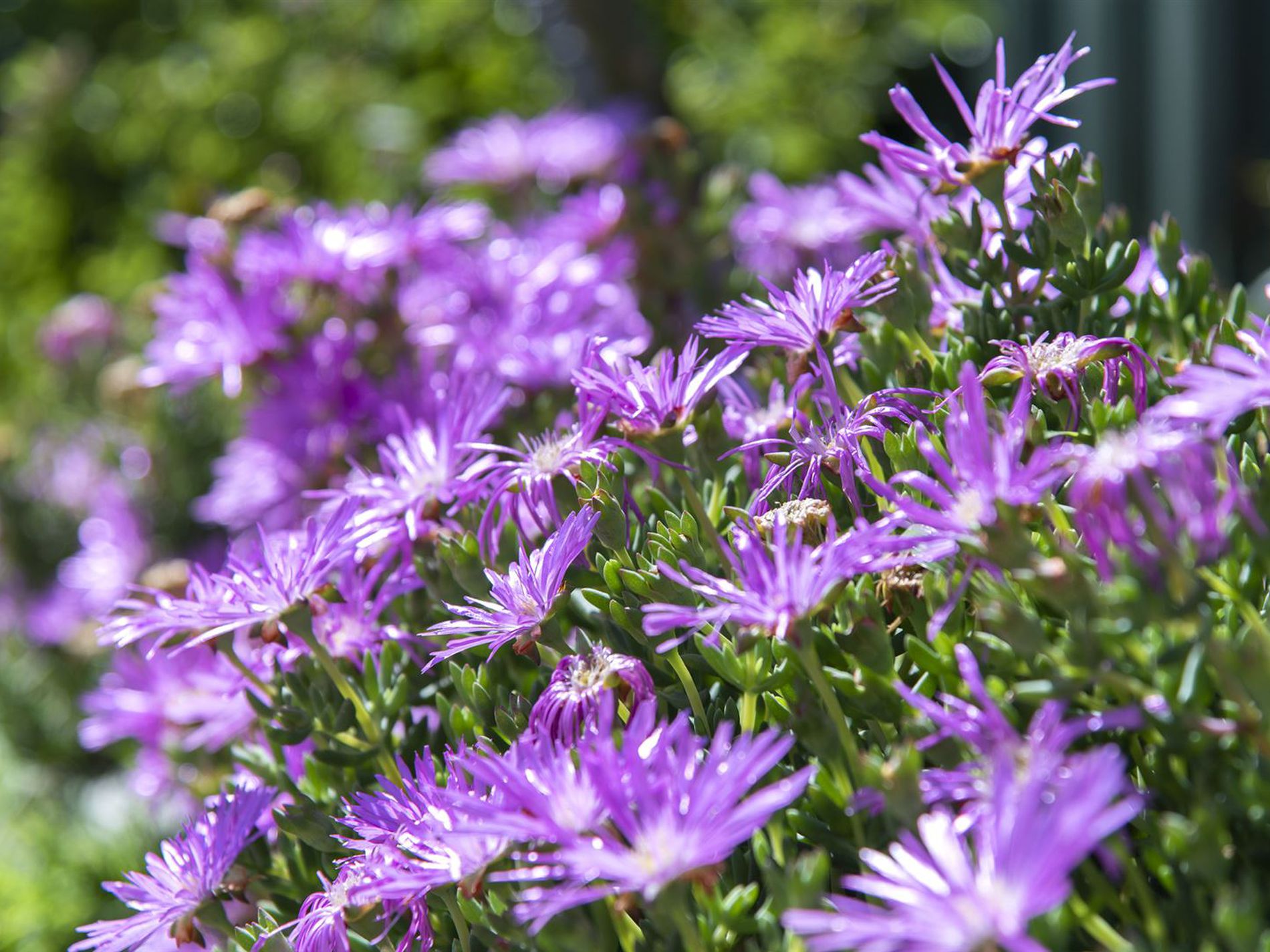 36 Golden Wattle Drive, Ulladulla