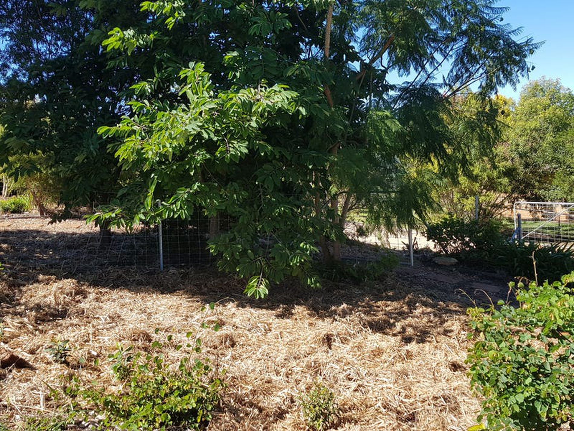 6 Neville Place, Kingaroy
