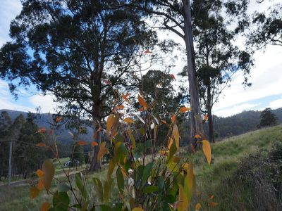 Lot 1 Kalonga Road, Nicholls Rivulet