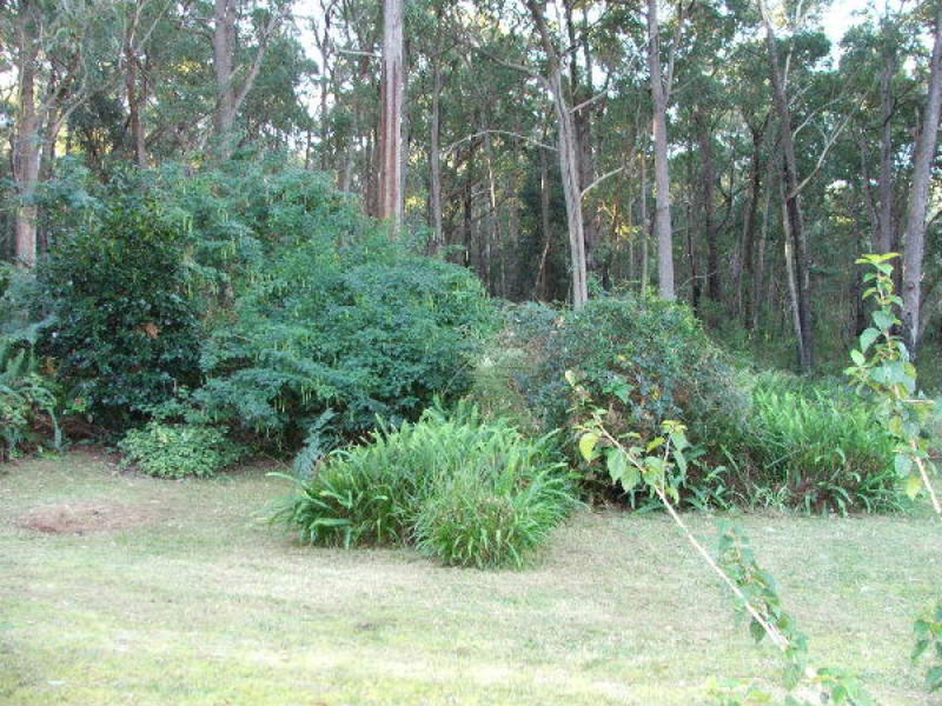 178 Sunset Strip, Manyana