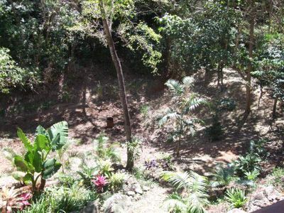 9 Rainforest, Cooktown