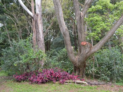 30 Palm Street, Maleny