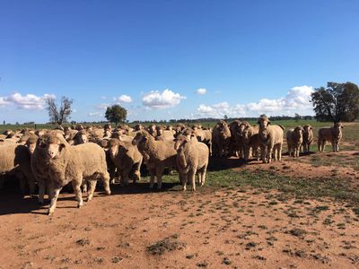 Mid Western Highway, West Wyalong