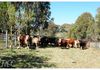 577 Browns Creek Road, Browns Creek