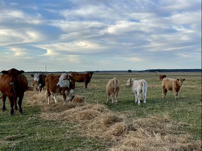 Lot 1, Lot 417 & 429, Sebastopol Springs Rd , Sebastopol