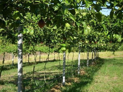 3146 Endeavour Valley Road, Cooktown