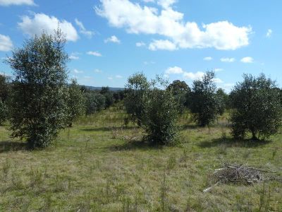 LOT 19 BIGGINS LANE, Heathcote