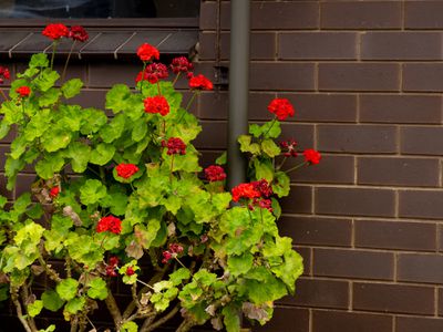 2 Tieman Street, Port Fairy