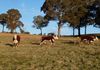 Lot 3 Reyfield Drive, Orange