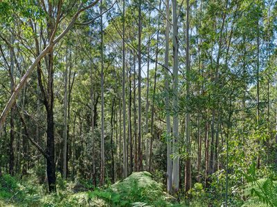 520 Monkey Mountain Road, Morton