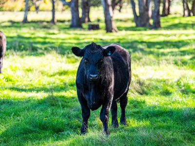 2123 Kiewa Valley Highway, Kergunyah