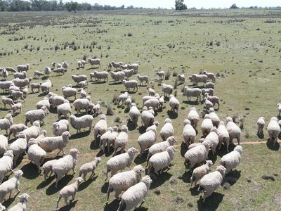 3166 Back Trundle Road, Parkes