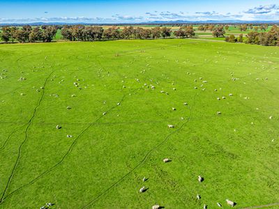 'Pastoria Park' 205 Balldale Road, Hopefield