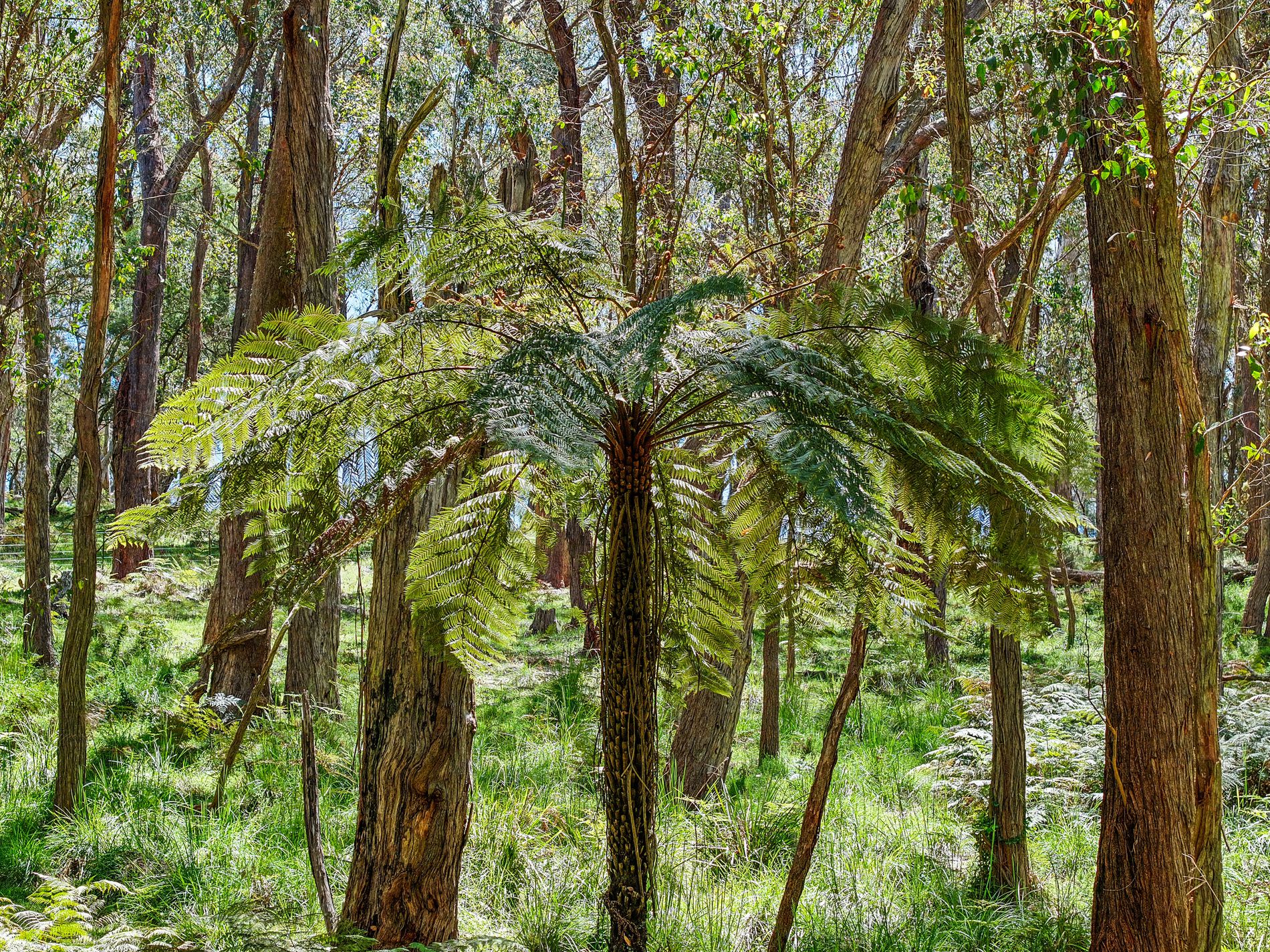 12 Bluebell Road, Braidwood