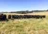 Lot 101 Strathmore Lane, Molong