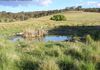 * Williamson Road, Lewis Ponds, Orange