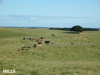 581 Mount Hope Road, Millicent