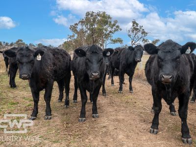 Lot Plain View South, 916 Emmaville Road, Glen Innes