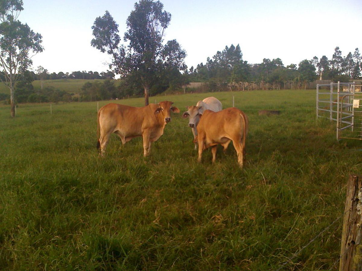 RN166 McLeish Road, Yungaburra