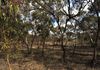Lot 18493 Tutanning Road, East Pingelly