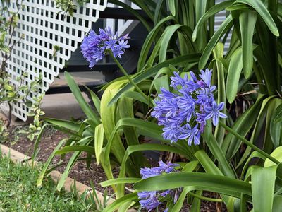 unit 1 / 16 Cedar Avenue, Taranganba