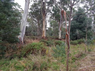 267 Reservoir Drive, Wynyard