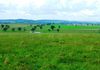 1413 Banjo Patterson Way, Cumnock