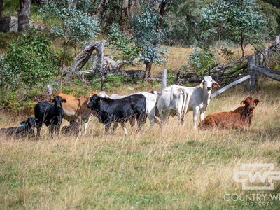 4291 Pinkett Road, Glen Innes