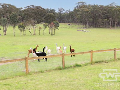 954 Bullock Mountain Road, Glen Innes