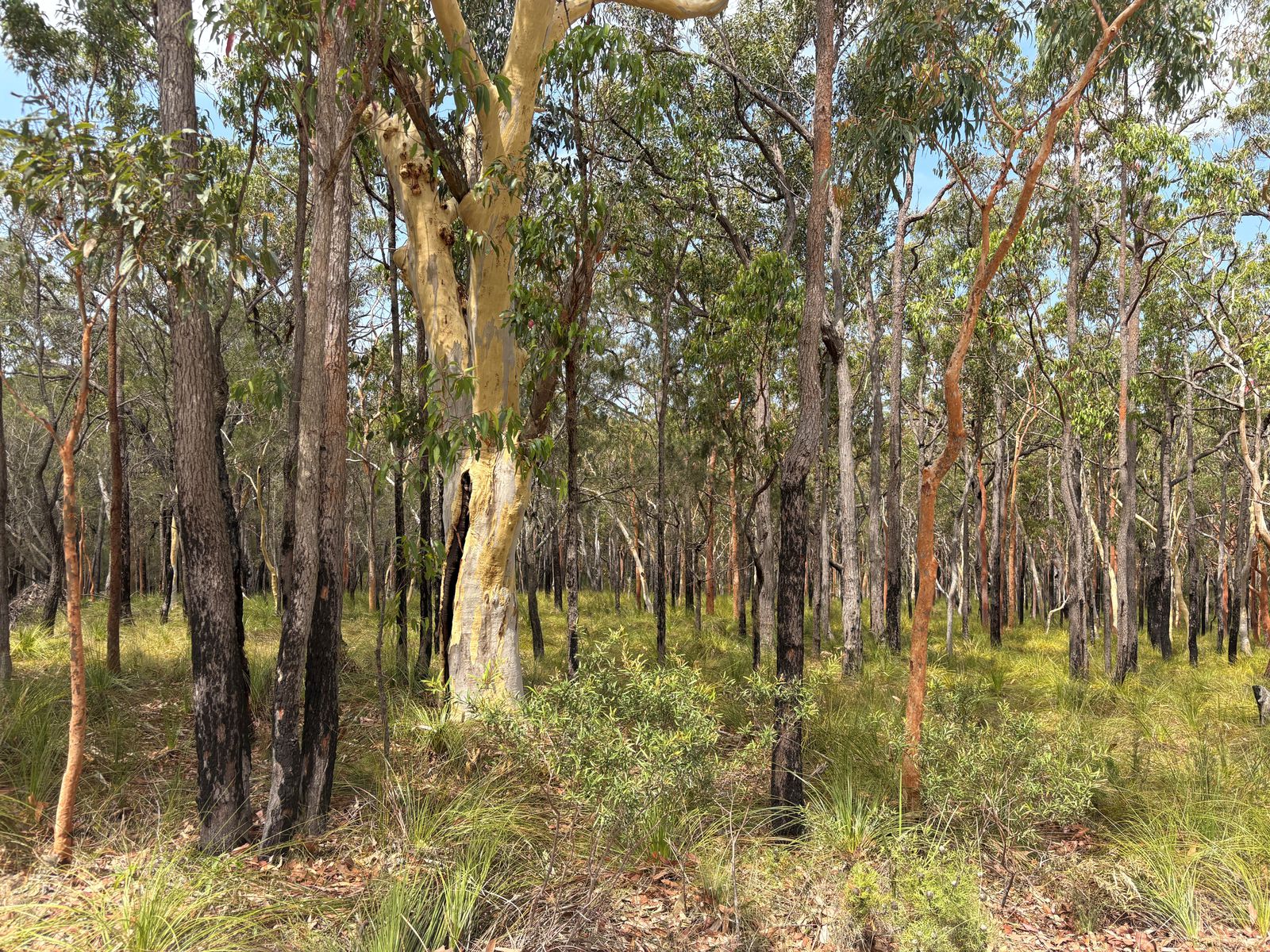 19 Rivergum Drive, Morisset