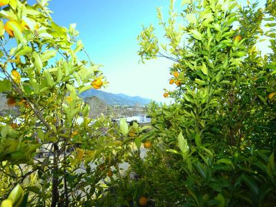 26 Mountain Avenue, Mount Beauty