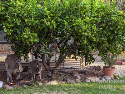 305 Holmes Road, Forrestfield