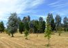 106 Lemmons Road, Borenore