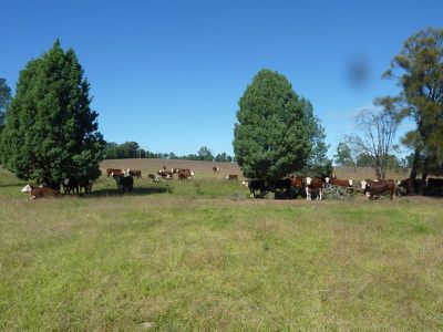 Lot 181 Lot 181 Westella Road Wongarbon, Wongarbon