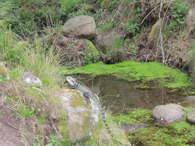 Lot 3 Lot 3 Cedar Springs Road, Kangaroo Valley