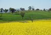 517 Peabody Road, Molong