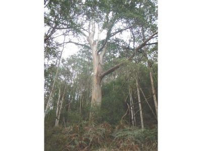 Lot 5 Wylies Road, Cradoc