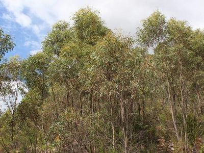 547 She Oak Road, Judbury