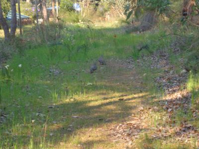 350 Robinson Road, Mahogany Creek