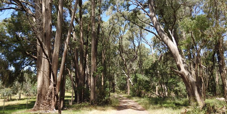 Lot 1 & 2, Bonniedoon Road Marraweeny, Strathbogie