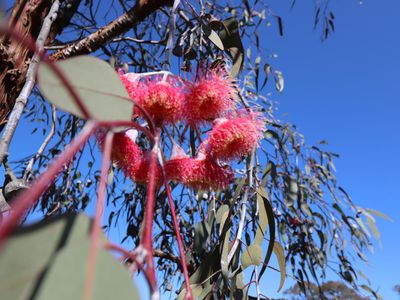 Lot 3  Lot 3  Coppermine Road, Heathcote