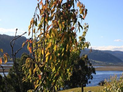 Lot 4 Cygnet Coast Road, Cradoc