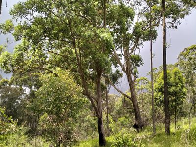 702 Comboyne Road, Byabarra