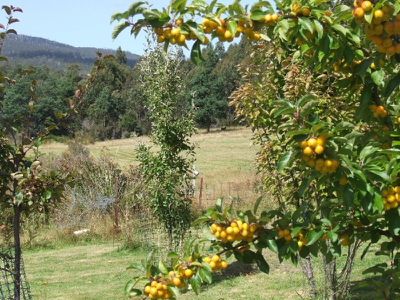 7743 Huon Highway, Strathblane