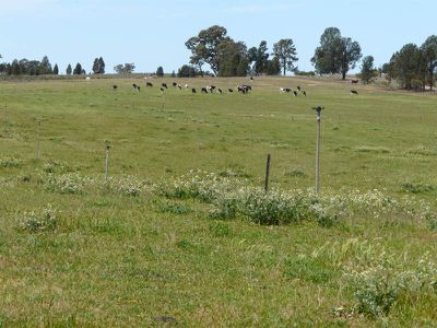 Ngawe Road, Barooga