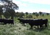 48 Lower Lewis Ponds Road, Orange