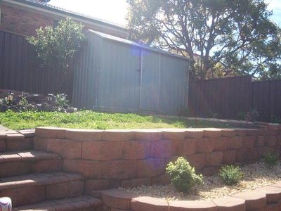 Blackbutt
