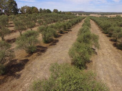 Heathcote