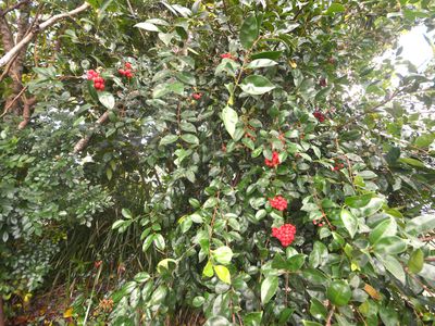 12 Tully Heads Road, Tully Heads