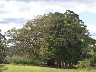 70 Macadamia Drive, Maleny